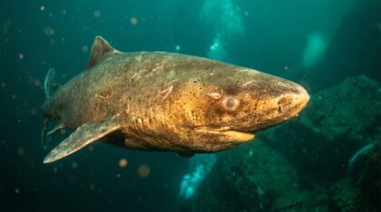 revealing ancient secrets