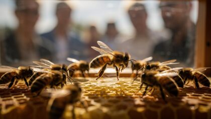 honey bee waggle dance