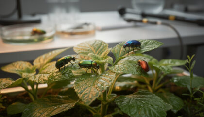 plant beetle mutualism