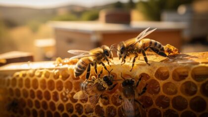california bee colony survival